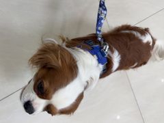 -美联众合动物医院·24h京西诊疗中心