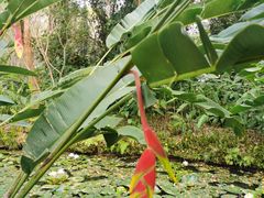 -中国科学院西双版纳热带植物园