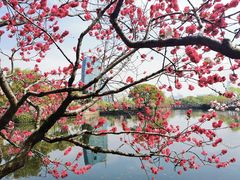 -无锡蠡湖国家湿地公园-蠡园