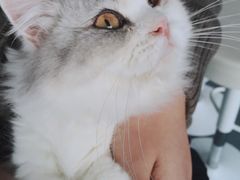 -喵的天空名猫咖啡馆·撸猫·猫舍·用品