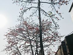 -黄埔古港