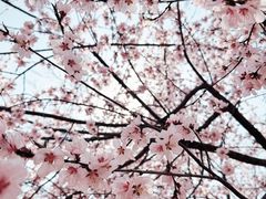 -桃花堤公园