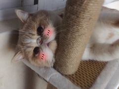 -仁普宠物诊所(住友昌盛新苑店)