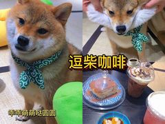 -逗柴咖啡屋·狗咖猫咖宠物桌游