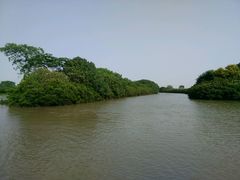 -大湾区中央湿地公园