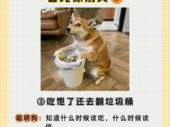 -翊宠yipet猫狗购宠庄园