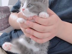 -宠爱多约克夏马尔济斯泰迪小型犬专卖