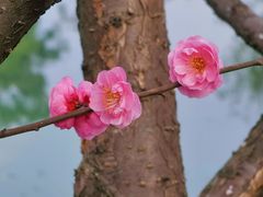 -望江楼公园