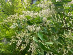 -煲宫猪肚鸡(昆山金鹰国际购物中心店)