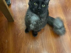 -猫小院猫主题咖啡厅(北锣店)