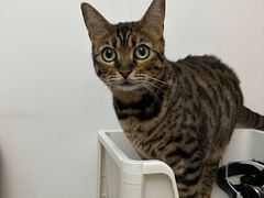 -萌兽医馆·犬猫专科·眼科中心·宠物医院(朝阳门分院)