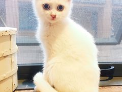 -吉丁鸟咖·异宠·寄养