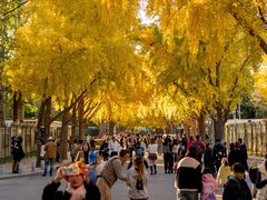 -三里屯东五街银杏大道