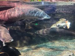 -太平洋海底世界