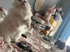 -张翻越·川渝冒菜·武汉黑鸭煲(城北万象城店)