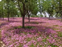 -阳澄湖半岛旅游度假区