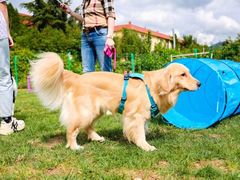 -趣玩宠物乐园寄养训犬训狗游泳池