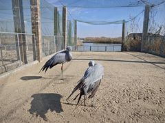 -盐城丹顶鹤湿地生态旅游区
