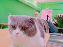 -李小姐の猫咖啡馆(五角场店)
