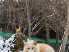 -宫城藏王狐狸村