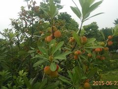 -白塘生态植物园