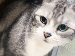 -凯瑞希宠物医院·狂犬免疫·微创·皮肤科