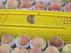 -老袁家蜜桃农场·阳山水蜜桃