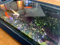 -红糖水都·女生特炖·中式滋补炖(北辰店)