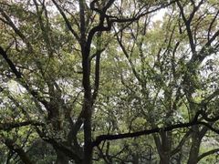 -徐家汇源景区-衡山公园