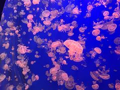 -江和美海洋公园