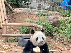 -深圳野生动物园