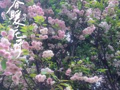 -天适樱花悠乐园