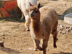 -石家庄市动物园