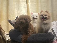 -萌喵咖啡屋(人民东路4号口M16商铺店)