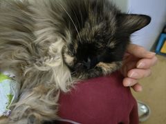-瑞派·关忠动物医院·猫专科·犬专科(三环新城店)
