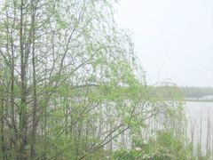 -大湾区中央湿地公园