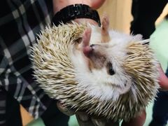 -藦茜花园宠物主题亲子互动体验馆(国顺东路店)