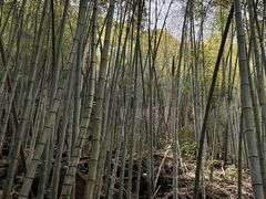 -黄山翡翠谷景区