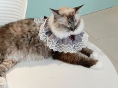 -怪兽屋·羊驼·猫咖·狗咖(俊华广场店)