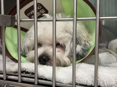 -贝利宠物医院·骨科·眼科·肿瘤转诊中心(南坪诊疗中心)