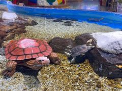 -顺德南宏海立方海洋公园