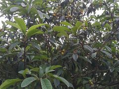 -成都中医药大学(温江校区)