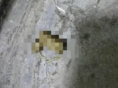 -瑞派动物医院·绝育·犬猫全科·预防医学(光景江南中店)