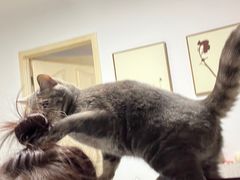 -萌兽医馆·犬猫专科·眼科中心·宠物医院(朝阳门分院)