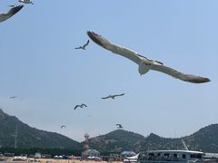 -海驴岛(荣成市)