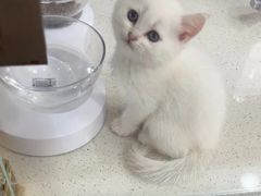 -糯米喵星人总部直营旗舰店·猫舍·幼猫出售