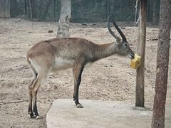 -合肥野生动物园