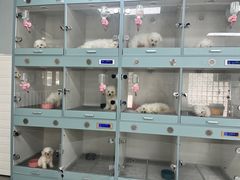 -萌宠之家·腊肠犬·马尔泰·小体犬舍