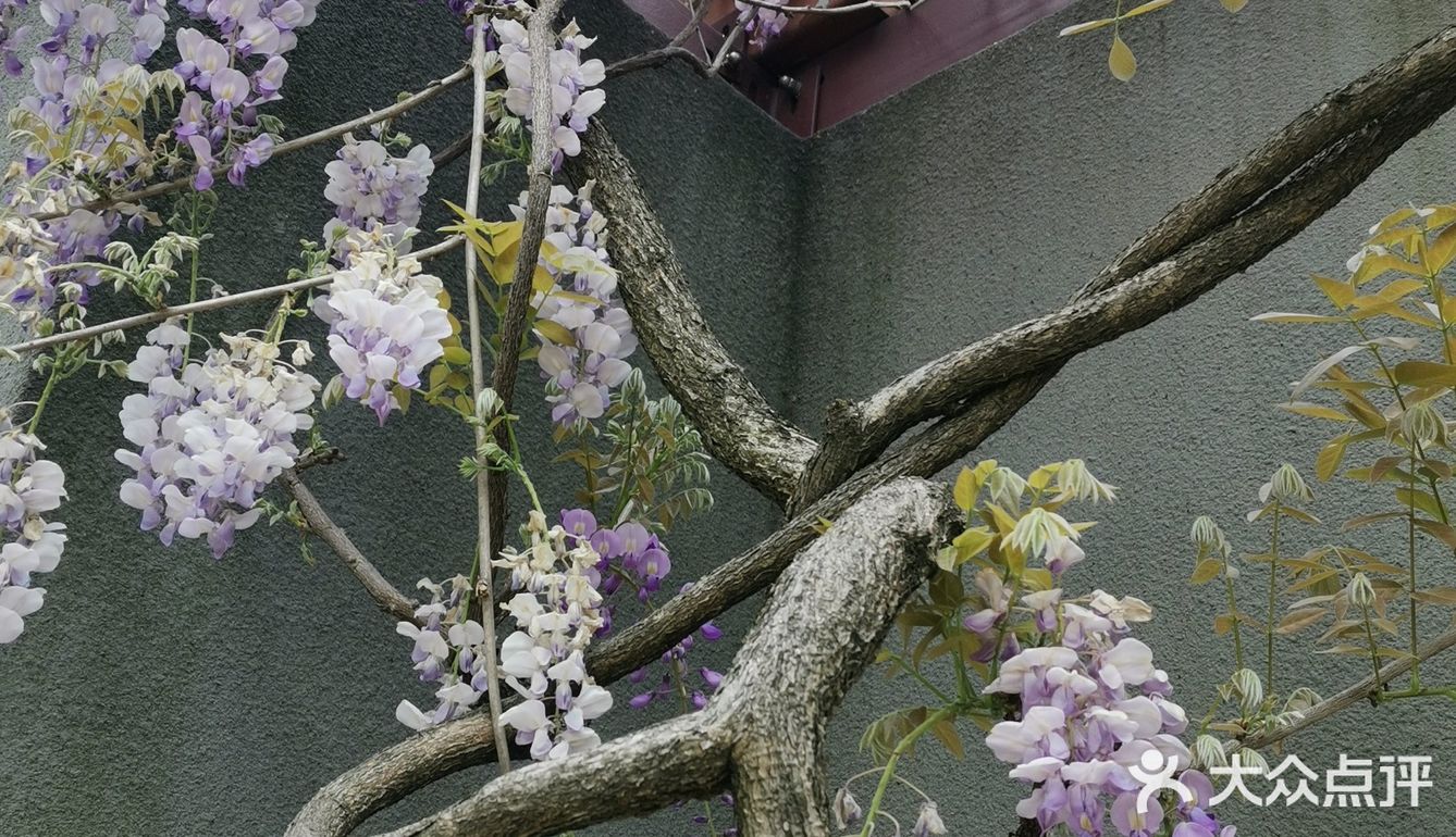 古树紫藤花开季