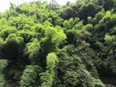 -芦沟竹海